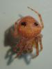 Araneus sp.
